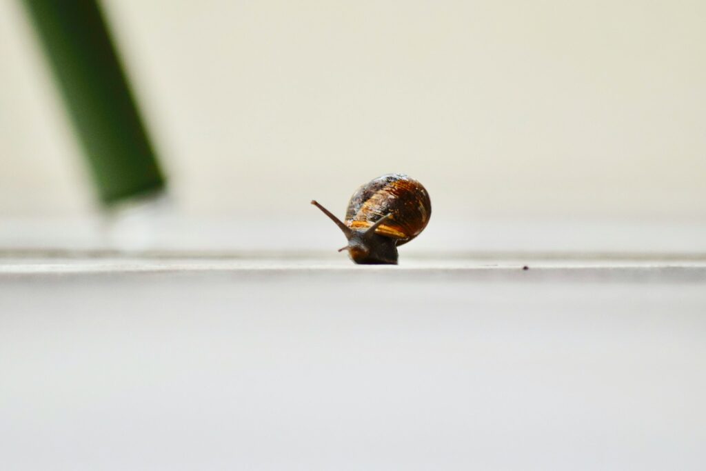 A small brown snail with a spiral shell crawls slowly on a flat, light-colored surface. The background is blurred, with a green diagonal shape visible on the left side.